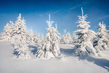 Dağ ormanında güneşli bir sabah manzarası. Karlı ormanda parlak kış manzarası, mutlu yeni yıl kutlaması konsepti. İşlenmiş fotoğraf sonrası sanatsal stil.