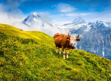 Dağ otlağındaki sığırlar. Bernese Oberland Alpleri 'nin renkli sabah manzarası, Grindelwald köyü. Sabah sisinde Schreckhorn zirvesi. İsviçre, Avrupa. 
