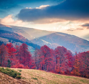 Dağ Vadisi 'nin dramatik sonbahar günbatımı. Karpat Dağları, Kvasy Köyü, Ukrayna, Avrupa 'nın renkli akşam manzarası. Doğa konseptinin güzelliği.