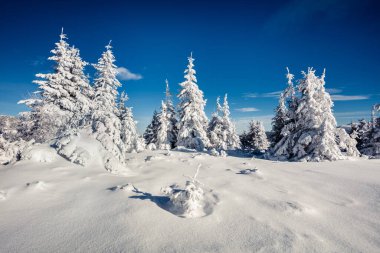 Dağ ormanında güneşli bir sabah manzarası. Karlı ormanda parlak kış manzarası, mutlu yeni yıl kutlaması konsepti. İşlenmiş fotoğraf sonrası sanatsal stil.