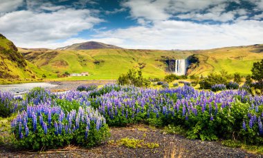 Güney İzlanda, Avrupa 'daki inanılmaz Skogafoss şelalesinin yanında çiçek açan lupin çiçekleri. Kırsaldaki renkli yaz manzarası. İşlenmiş fotoğraf sonrası sanatsal stil.