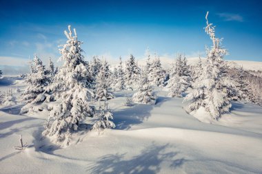 Dağ ormanında güneşli bir sabah manzarası. Karlı ormanda parlak kış manzarası, mutlu yeni yıl kutlaması konsepti. İşlenmiş fotoğraf sonrası sanatsal stil.