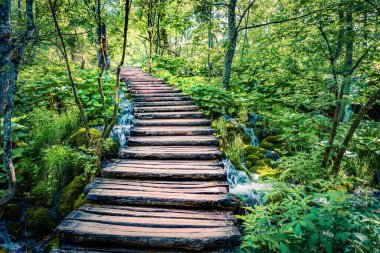 Plitvice Ulusal Parkı 'nın renkli sabah manzarası. Saf su kaynaklı yeşil ormanın taze bahar manzarası. Hırvatistan ve Avrupa 'nın muhteşem kırsal manzarası. Doğa konseptinin güzelliği.