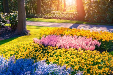Keukenhof bahçesindeki muhteşem çiçekler. Hollanda, Avrupa 'da güzel bir açık hava manzarası.
