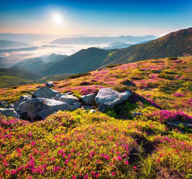 Karpat dağlarının yaz sabahı manzarası. Taze çimenler ve rhododendron çiçekleri sisli sabahta ilk gün ışığıyla parlıyor. Kornogora sırtı, Ukrayna, Avrupa.