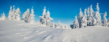 Dağ ormanında güneşli bir sabah manzarası. Karlı ormanda parlak kış manzarası, mutlu yeni yıl kutlaması konsepti. İşlenmiş fotoğraf sonrası sanatsal stil.