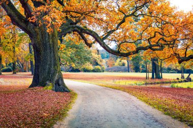 Muskau Park 'taki eski meşe ağacı, UNESCO Dünya Mirası Bölgesi. Bad Muskau şehir meydanı, Yukarı Lusatia bölgesi, Saksonya, Almanya, Avrupa. Doğa konseptinin güzelliği.