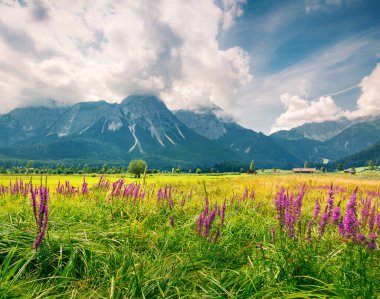 Zugspitze golf kulübündeki yeşil çayır, Lermooos köyünün yeri. Avusturya Alpleri, Reutte Bölgesi, Tyrol Eyaleti, Avusturya, Avrupa 'da renkli bir yaz sabahı. İşlenmiş fotoğraf sonrası sanatsal stil.