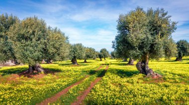 Zeytin bahçesinin tapılası sabah manzarası. Sicilya, İtalya ve Avrupa 'nın çekici bahar manzarası. Doğa konseptinin güzelliği.