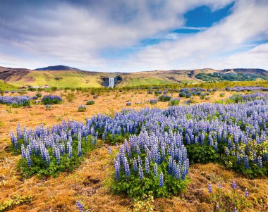 Güney İzlanda, Avrupa 'daki inanılmaz Skogafoss şelalesinin yanında çiçek açan lupin çiçekleri. Kırsaldaki renkli yaz manzarası. İşlenmiş fotoğraf sonrası sanatsal stil.