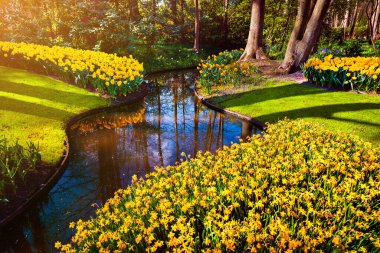 Keukenhof bahçelerinde taze sarı narsisler. Hollanda, Avrupa 'da renkli açık hava gündoğumu.