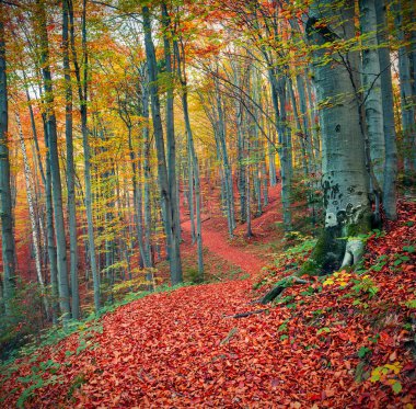 Dağ ormanlarında renkli bir sonbahar mevsimi. Karpat Dağları, Ukrayna, Avrupa 'da güzel bir sabah manzarası. Doğa konseptinin güzelliği.