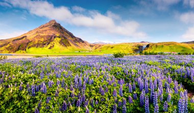 Güney İzlanda, Avrupa 'daki inanılmaz Skogafoss şelalesinin yanında çiçek açan lupin çiçekleri. Kırsal kesimin renkli yaz manzarası. İşlenmiş fotoğraf sonrası sanatsal stil.