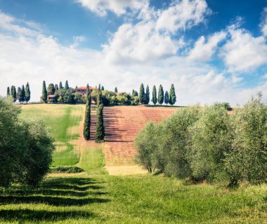 Zeytin bahçeli çarpıcı Toskana manzarası. İtalyan kırsalının renkli yaz manzarası. Seyahat konsepti geçmişi, İtalya, Avrupa. Orton Efekti