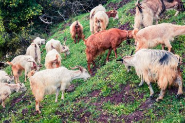 Dağlardaki bir otlaktaki keçi sürüsü. Yunanistan 'da renkli bir bahar sahnesi, Kamena Vourla kasabası. Kırsal konseptin güzelliği