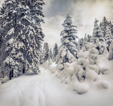 Carpathian dağlarında Retro tarzı kış manzarası. Karlı ormanda harika bir açık hava sahnesi, mutlu yıllar kutlaması konsepti. İşlenmiş fotoğraf sonrası sanatsal stil.