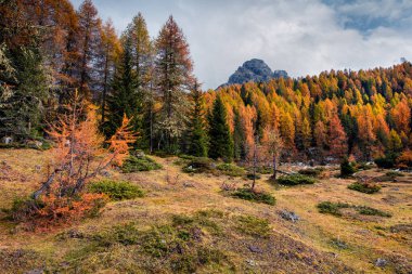 National Park Tre Cime di Lavaredo 'da güneşli bir sabah sahnesi. Dolomite Alpleri 'ndeki renkli sonbahar manzarası, Güney Tyrol, Auronzo, İtalya, Avrupa. İşlenmiş fotoğraf sonrası sanatsal stil.