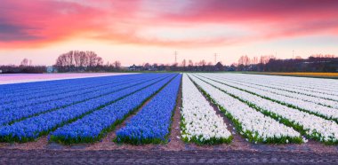 Sabahları çiçek açan sümbül tarlaları. Hollanda, Avrupa 'daki Lisse köyünde çiçek çiftliğinde renkli bir bahar gündoğumu. Doğa konseptinin güzelliği