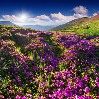 Yaz dağ sihirli pembe ormangülü çiçek