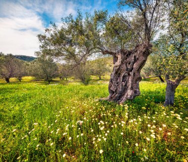 Zakynthos adasındaki zeytin bahçesinde güneşli bir bahar sahnesi. Yunanistan, Avrupa 'da renkli bir sabah sahnesi. Kırsal konseptin güzelliği. İşlenmiş fotoğraf sonrası sanatsal stil.
