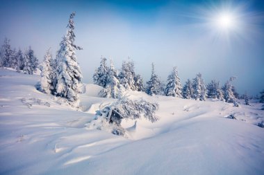 Dağ ormanında güneşli bir sabah manzarası. Karlı ormanda parlak kış manzarası, mutlu yeni yıl kutlaması konsepti. İşlenmiş fotoğraf sonrası sanatsal stil.