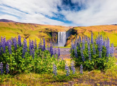 Güney İzlanda, Avrupa 'daki inanılmaz Skogafoss şelalesinin yanında çiçek açan lupin çiçekleri. Kırsaldaki renkli yaz manzarası. İşlenmiş fotoğraf sonrası sanatsal stil.