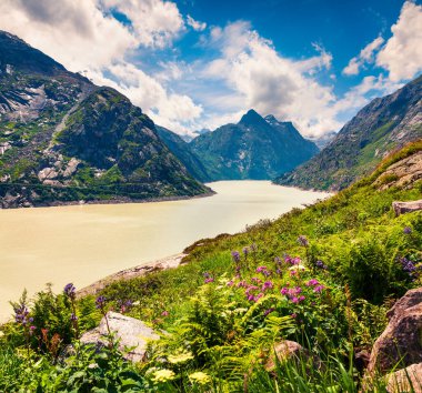 Grimselpass 'ın tepesindeki Grimselsee rezervuarında kan zihni çiçekleri. İsviçre Alplerinde renkli bir yaz sabahı, İsviçre, Avrupa 'daki Bern kantonunda Interlaken-Oberhasli idari bölgesi.