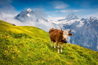Dağ otlağındaki sığırlar. Bernese Oberland Alpleri 'nin renkli sabah manzarası, Grindelwald köyü. Wetterhorn ve Klein Wellhorn dağları arka planda. İsviçre, Avrupa.