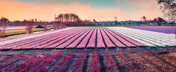 Pittoresk Vårscen Med Blommande Hyacintblommor Panoramisk Vårsoluppgång Nederländerna Europa Resekoncept — Stockfoto