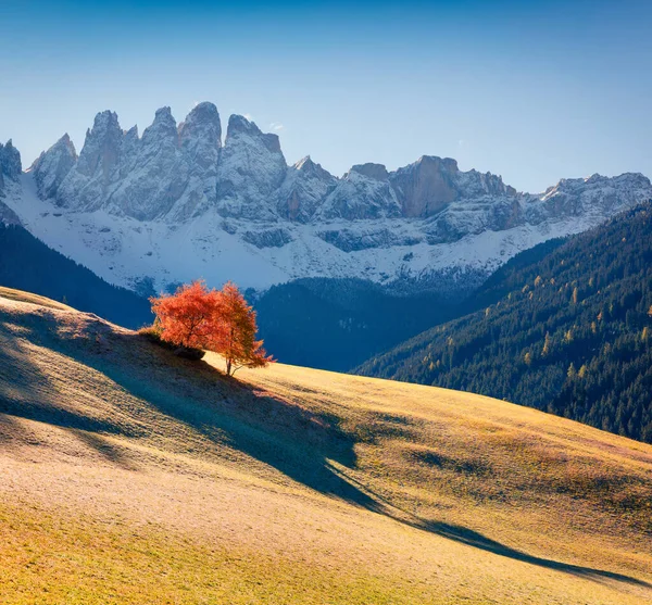 ガイスラーまたはオードルドロマイトグループの前にあるサンタ マダレナ村の孤独な木 ドロマイト アルプス イタリア ヨーロッパでカラフルな秋の日の出 芸術風のポスト処理写真 — ストック写真