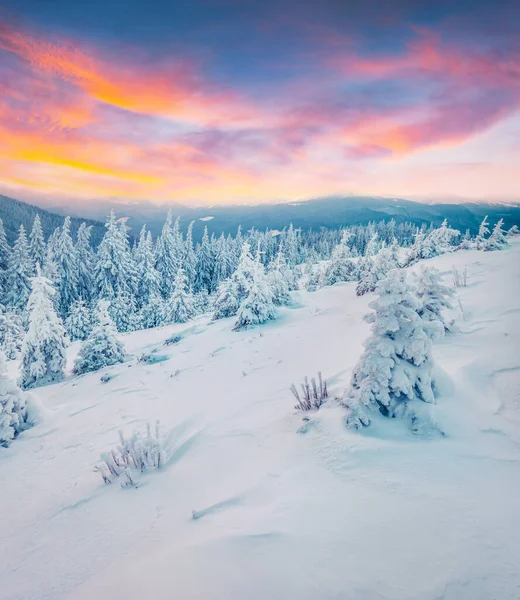 Neuvěřitelný Zimní Západ Slunce Horském Lese Zasněženými Jedlemi Barevná Venkovní — Stock fotografie