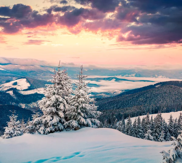 Forêt Sapins Neigeux Dans Les Carpates Lever Soleil Dramatique Hiver — Photo