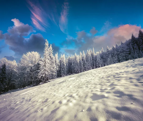 雪に覆われたモミの木とカルパチア山脈のレトロなスタイルの冬の風景 明るい屋外シーン ハッピー新年のお祝いのコンセプト 芸術風のポスト処理写真 — ストック写真