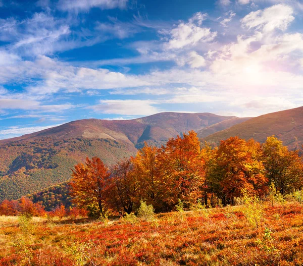 Kolorowy Jesienny Krajobraz Karpatach Grzbiet Borzhava Wspaniała Scena Świeżym Powietrzu — Zdjęcie stockowe