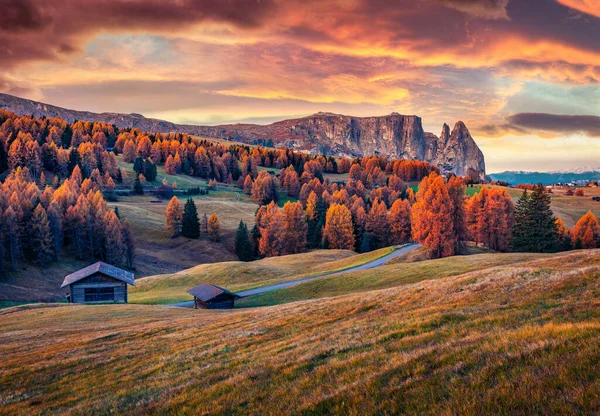 背景に美しい黄色のカラマツの木とシュルナー 山とアルプ シウシの豪華な秋の景色 ドロマイトアルプスのカラフルな朝のシーン オルティスの場所 イタリア ヨーロッパ — ストック写真
