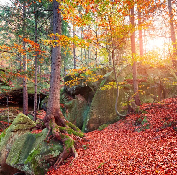 Scena Autunnale Colorata Nella Foresta Montana Calma Vista Della Riserva — Foto Stock