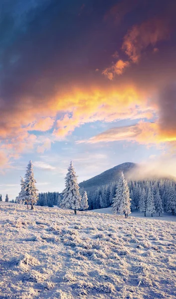 Karlı dağ ormanının dikey manzarası. Karpatlar 'da renkli bir açık hava sahnesi, Yeni Yıl Kutlamaları konsepti. İşlenmiş fotoğraf sonrası sanatsal stil.