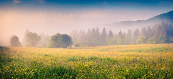 Mlhavá Ranní Scéna Horském Údolí Čerstvá Tráva Květiny Ranní Rose — Stock fotografie