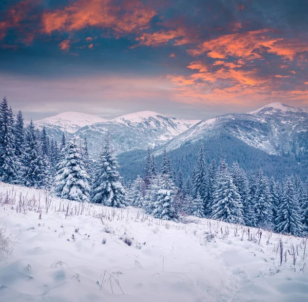 Lindo Pôr Sol Inverno Nas Montanhas Dos Cárpatos Com Abetos — Fotografia de Stock