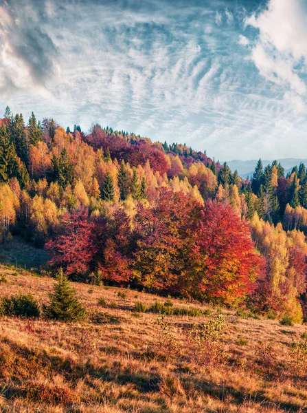 Scena Autunnale Soleggiata Foresta Montana Splendida Vista Mattutina Montagne Capathian — Foto Stock