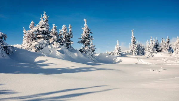 Dağ ormanında güneşli bir sabah manzarası. Karlı ormanda parlak kış manzarası, mutlu yeni yıl kutlaması konsepti. İşlenmiş fotoğraf sonrası sanatsal stil.