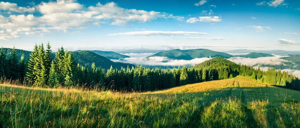 Schilderachtige Zomerochtend Karpaten Helder Zonnig Panorama Van Bergvallei Juni Oekraïne — Stockfoto