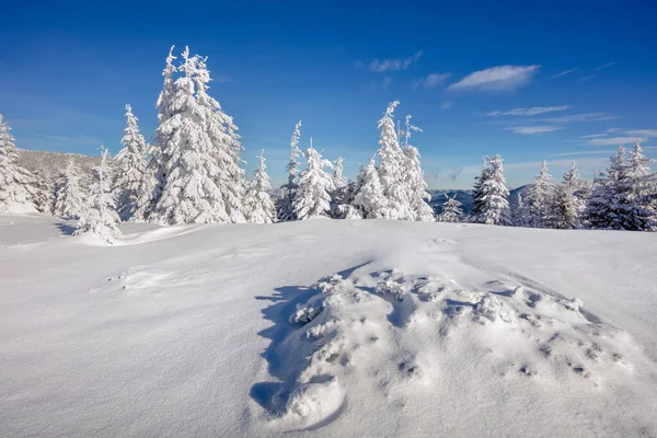 Nádherné Zimní Ráno Karpatských Horách Zasněženými Jedlemi Sunny Outdoor Scéna — Stock fotografie