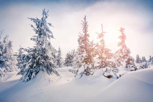 Brillante Escena Matutina Bosque Montañoso Colorido Amanecer Invierno Bosque Nevado — Foto de Stock