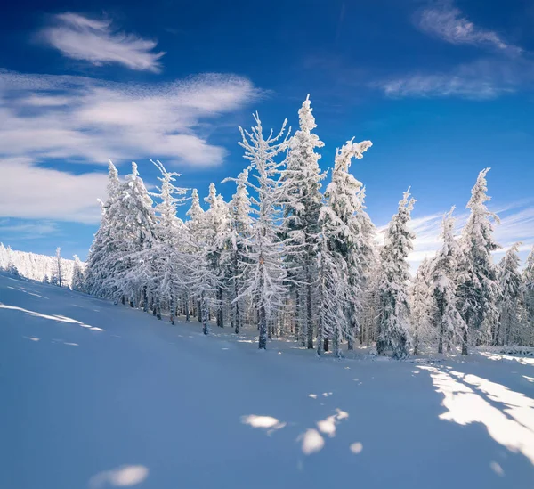 在喀尔巴阡山脉的阳光明媚的冬日清晨 积雪覆盖着冷杉树 美丽的户外风景 新年佳节的理念 艺术风格经处理后的照片 — 图库照片