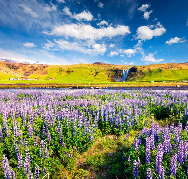 Virágzó Csillagvirág Fenséges Skogafoss Vízesés Közelében Dél Izlandon Európában Színes — Stock Fotó