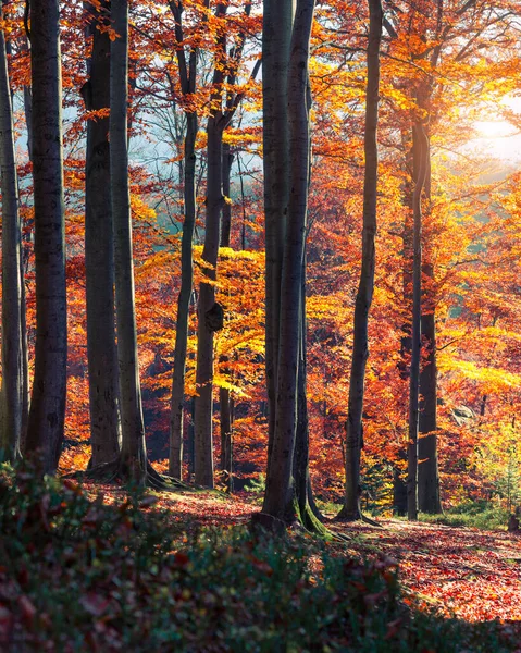 Прекрасный Вид Осенний Лес Великолепная Утренняя Сцена Красочном Лесу Художественный — стоковое фото