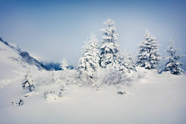 Brilhante Cena Matinal Floresta Montanha Paisagem Inverno Enevoada Madeira Nevada — Fotografia de Stock