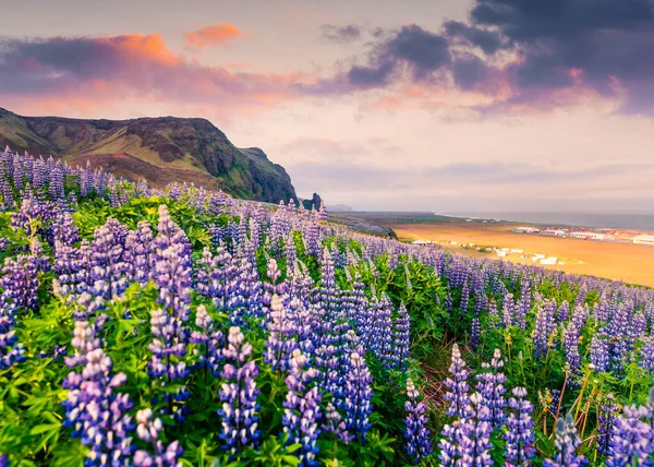 Καταπληκτική Καλοκαιρινή Ανατολή Στη Νότια Ακτή Της Ισλανδίας Τοποθεσία Χωριό — Φωτογραφία Αρχείου