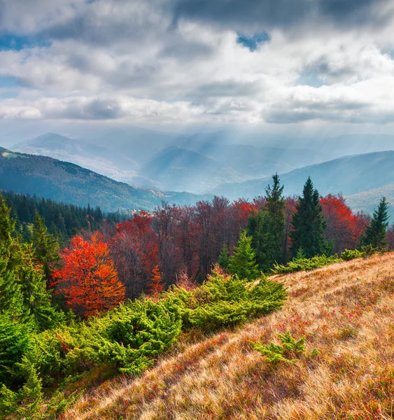 Schöne Outdoor Szene Den Karpaten Bunte Herbstlandschaft Auf Dem Swydowez — Stockfoto